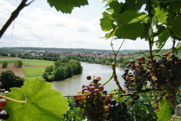 Blick durch Weinreben auf die Neckarschleife