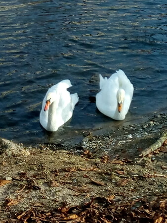 Höckerschwäne am Neckar